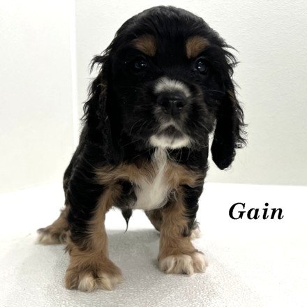puppy, for, sale, Cocker Spaniel, Joe & Cherri  Overlease, dog, breeder, Miller, MO, dog-breeder, puppy-for-sale, forsale, nearby, find, puppyfind, locator, puppylocator, aca